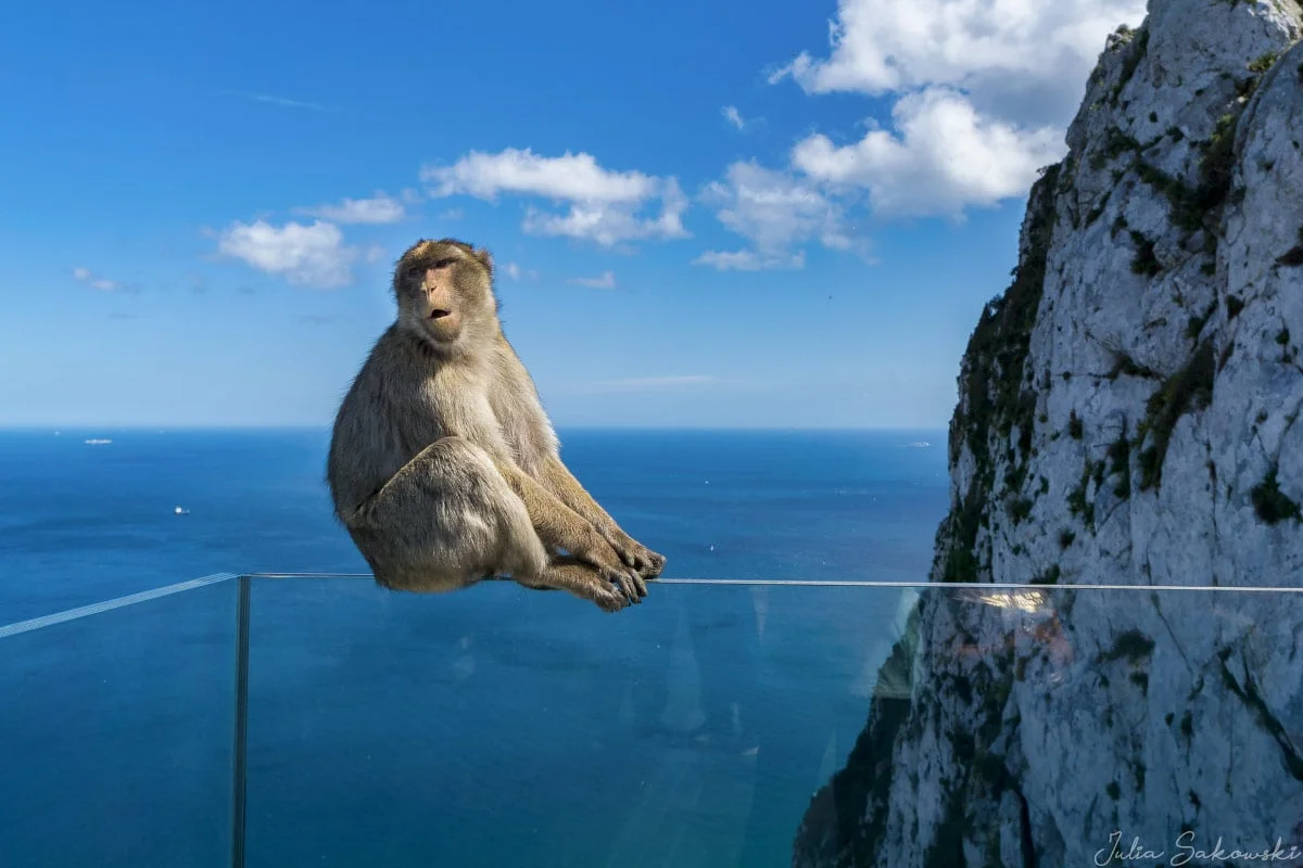 Barbary Macaque, Gibraltar