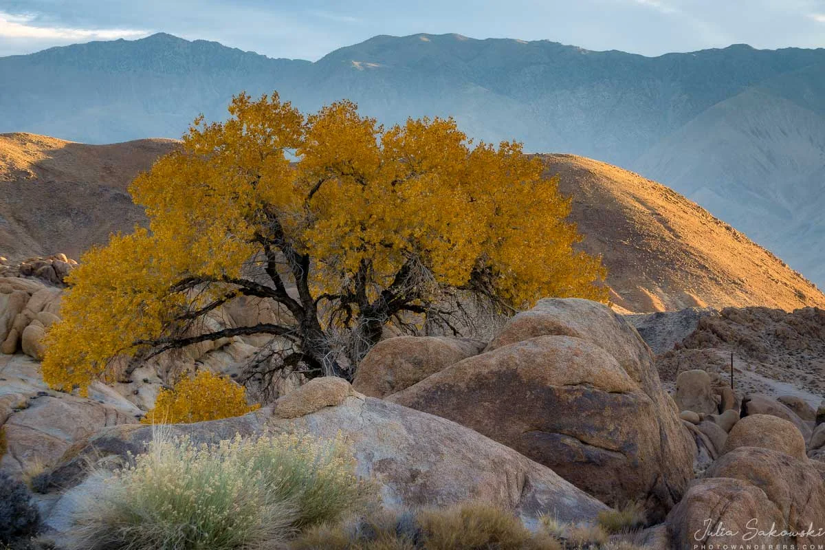 Life among the rocks — lone cottonwood tree