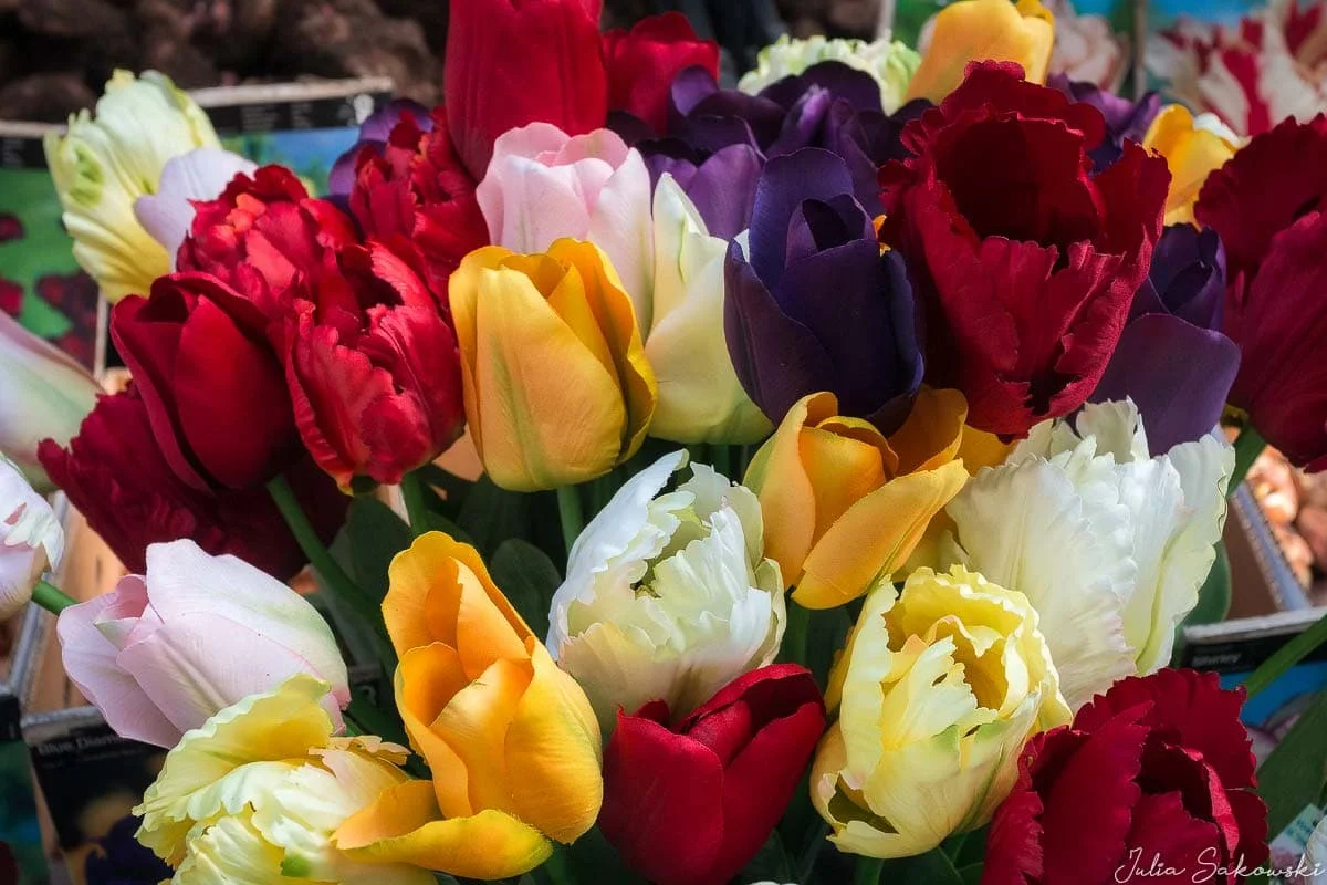 Tulips, The Floating Flower Market