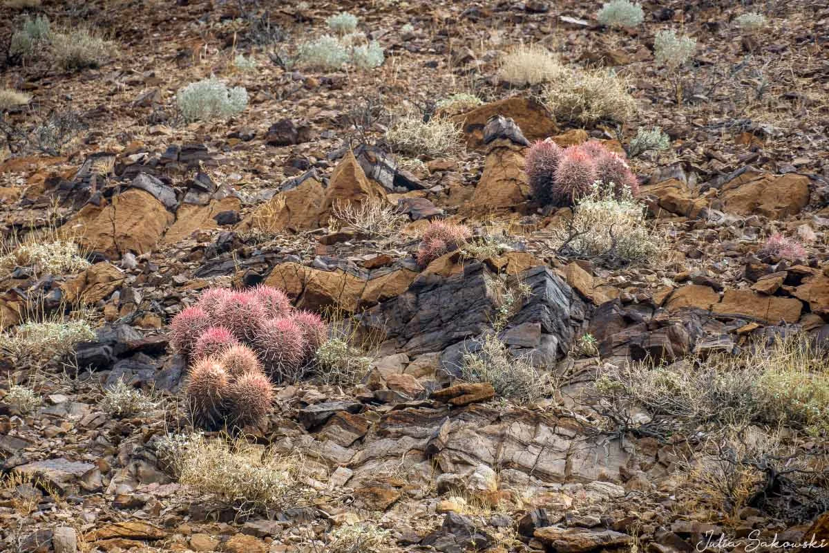 California barrel cactus — also known as the “miner’s compass” because it naturally leans south.