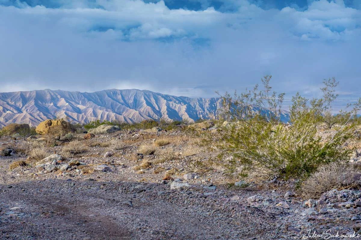 A lonely creosote bush along the roadside in Echo Canyon.