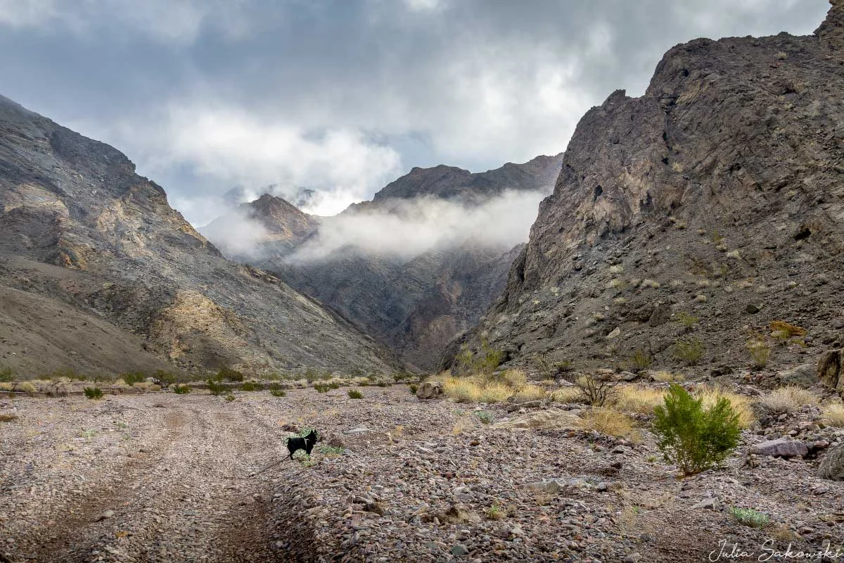 Jack prefers exploring on foot. Echo Canyon.