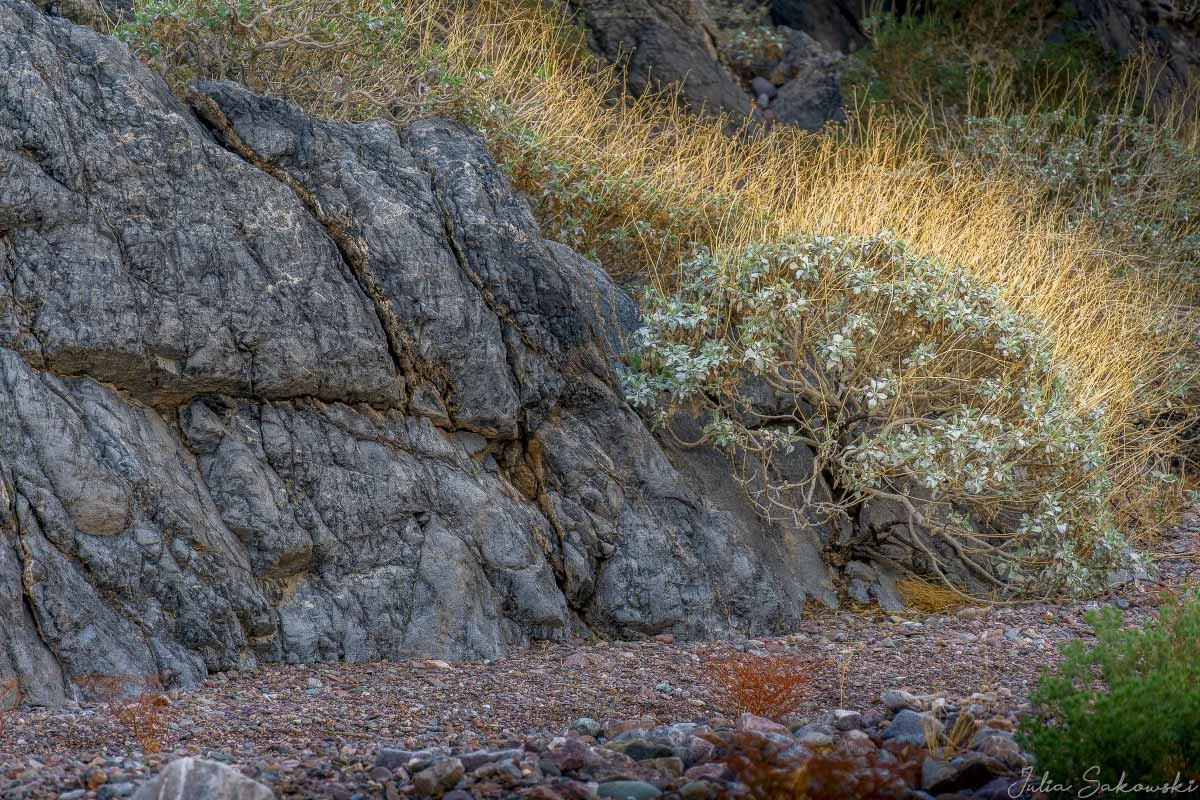 A brittlebush growing in Echo Canyon.