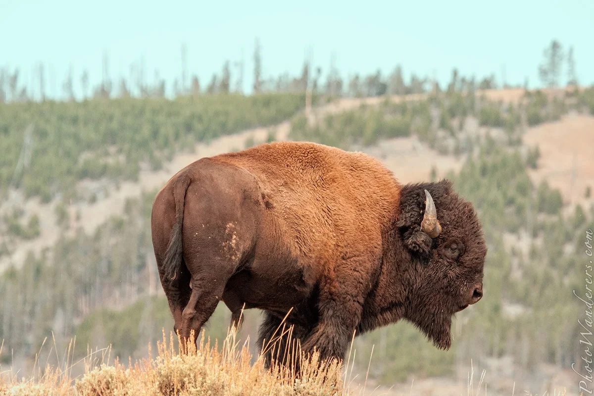 Bison in Gibbon meadow, Yellowstone National Park