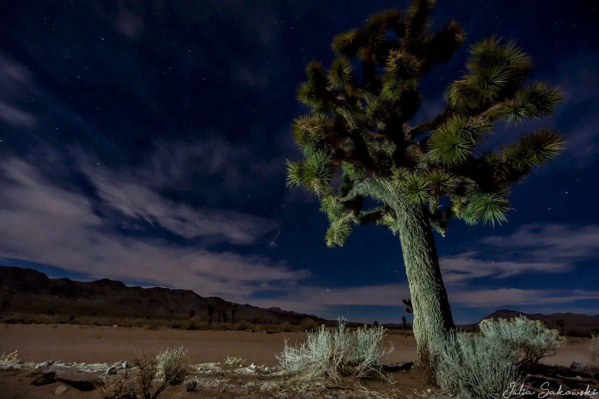 Joshua Tree under the night sky, Death Valley